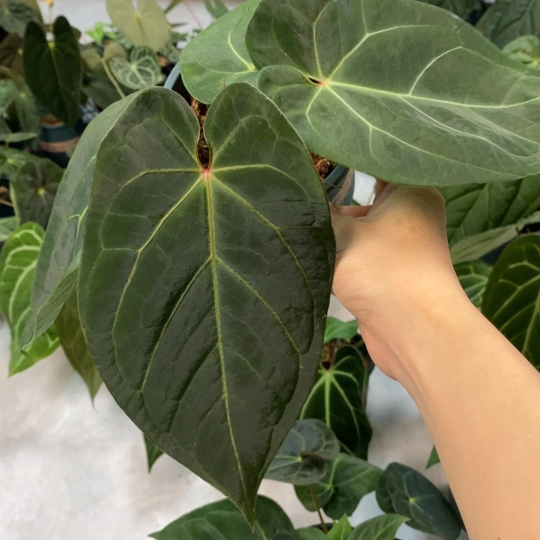 不开花植物31 Kos杂（活动两颗包邮 不售后）