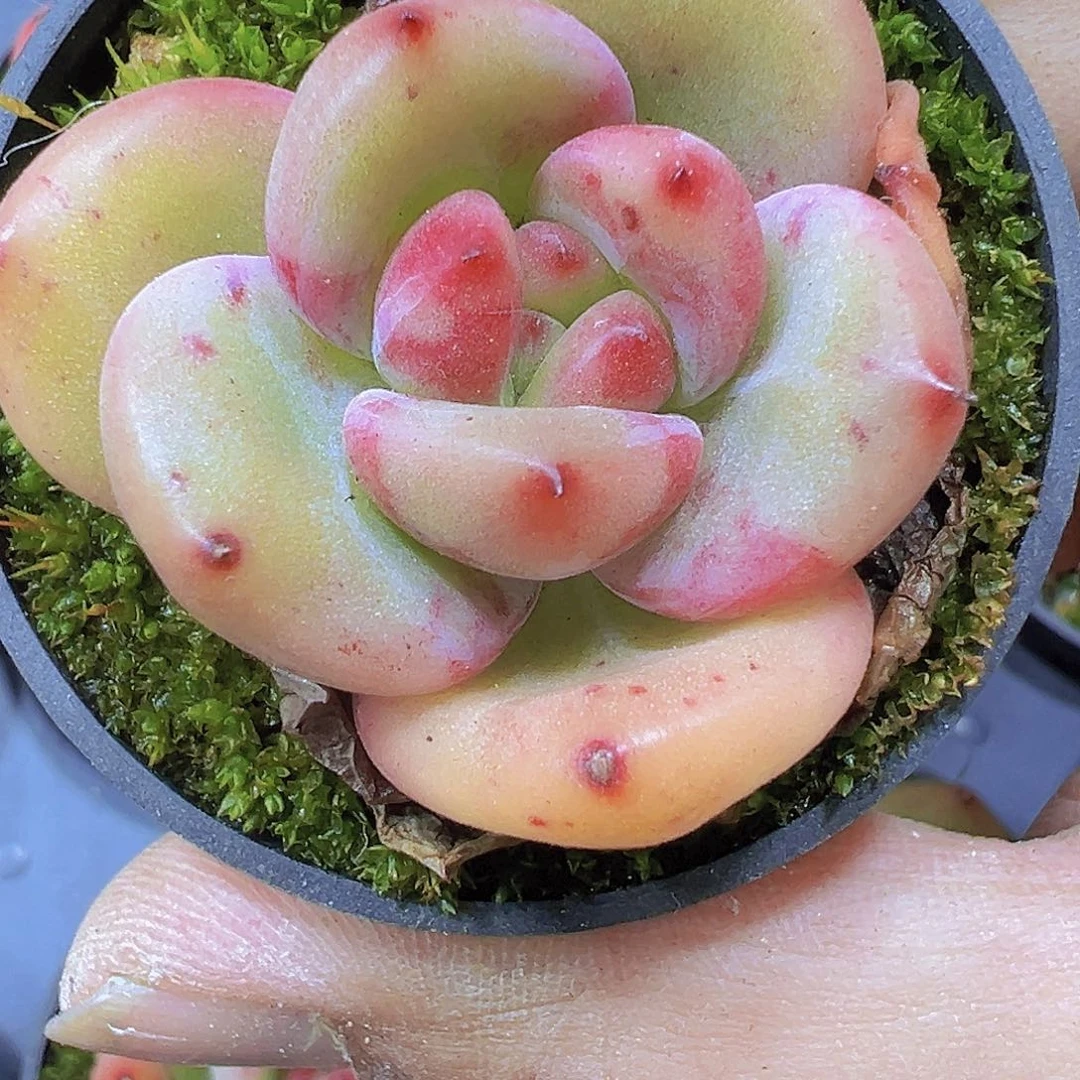 彩虹龙19包邮多肉