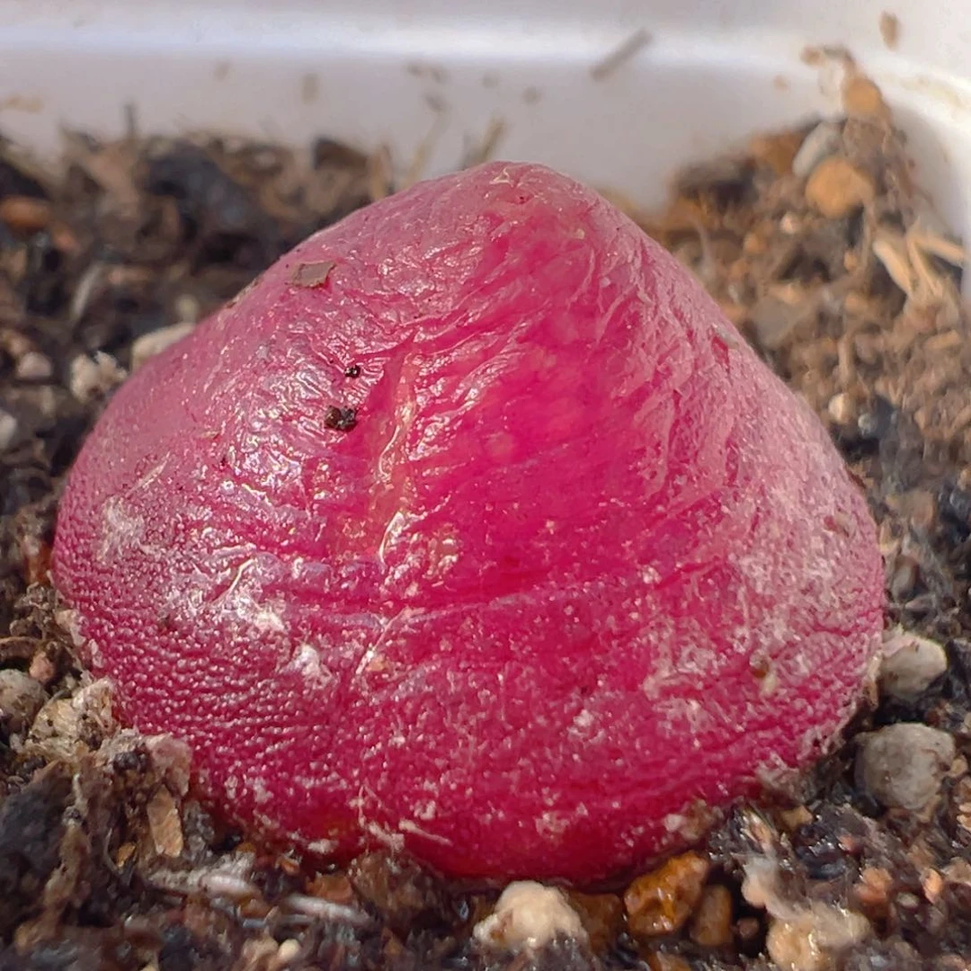 94多肉植物百科知识