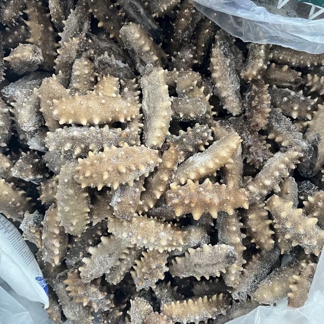 2斤小头鲜食海参1000克