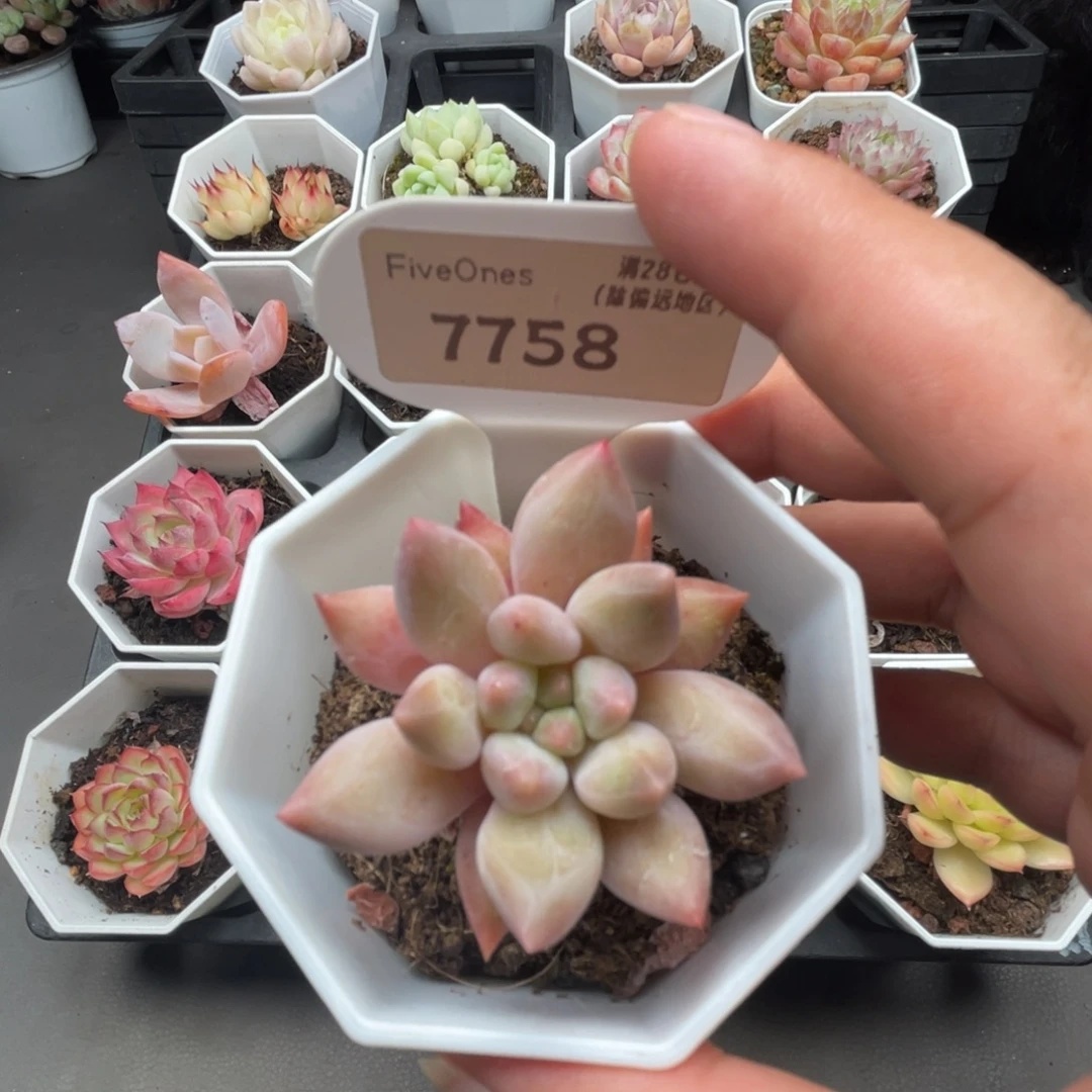 7758红蜻蜓4.0厘米