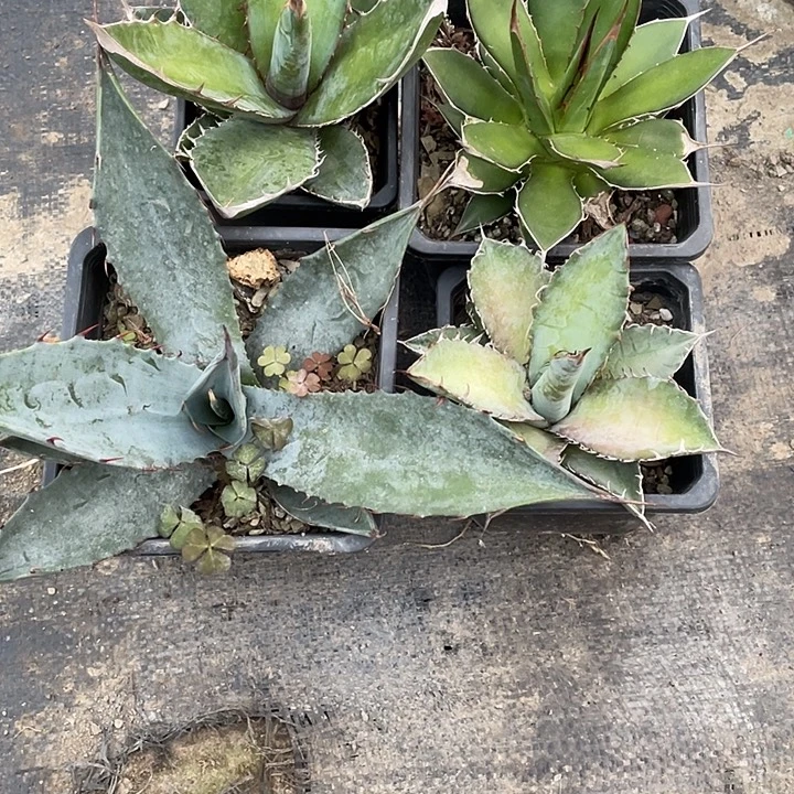 无花朵福利套餐4个品种