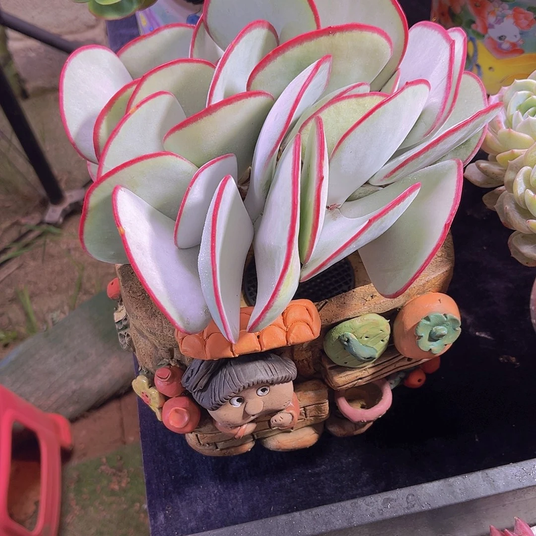 白眉多肉植物多肉