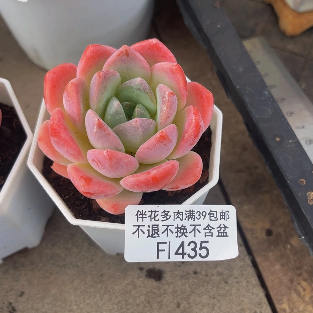 435-冰冰多肉4cm多肉