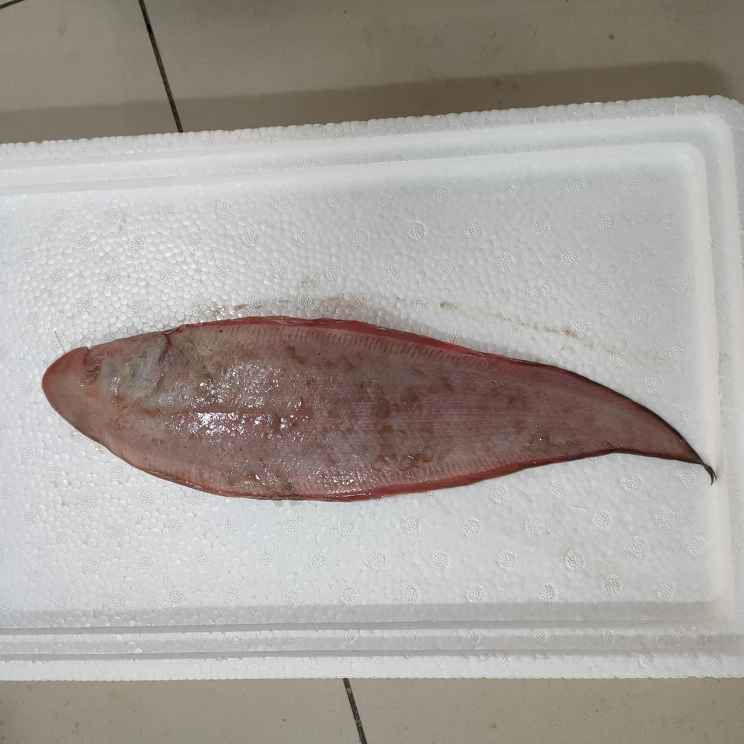 【微残  海捕舌头鱼】 龙利鱼 肉嫩大小不一 青岛海鲜顺丰发货