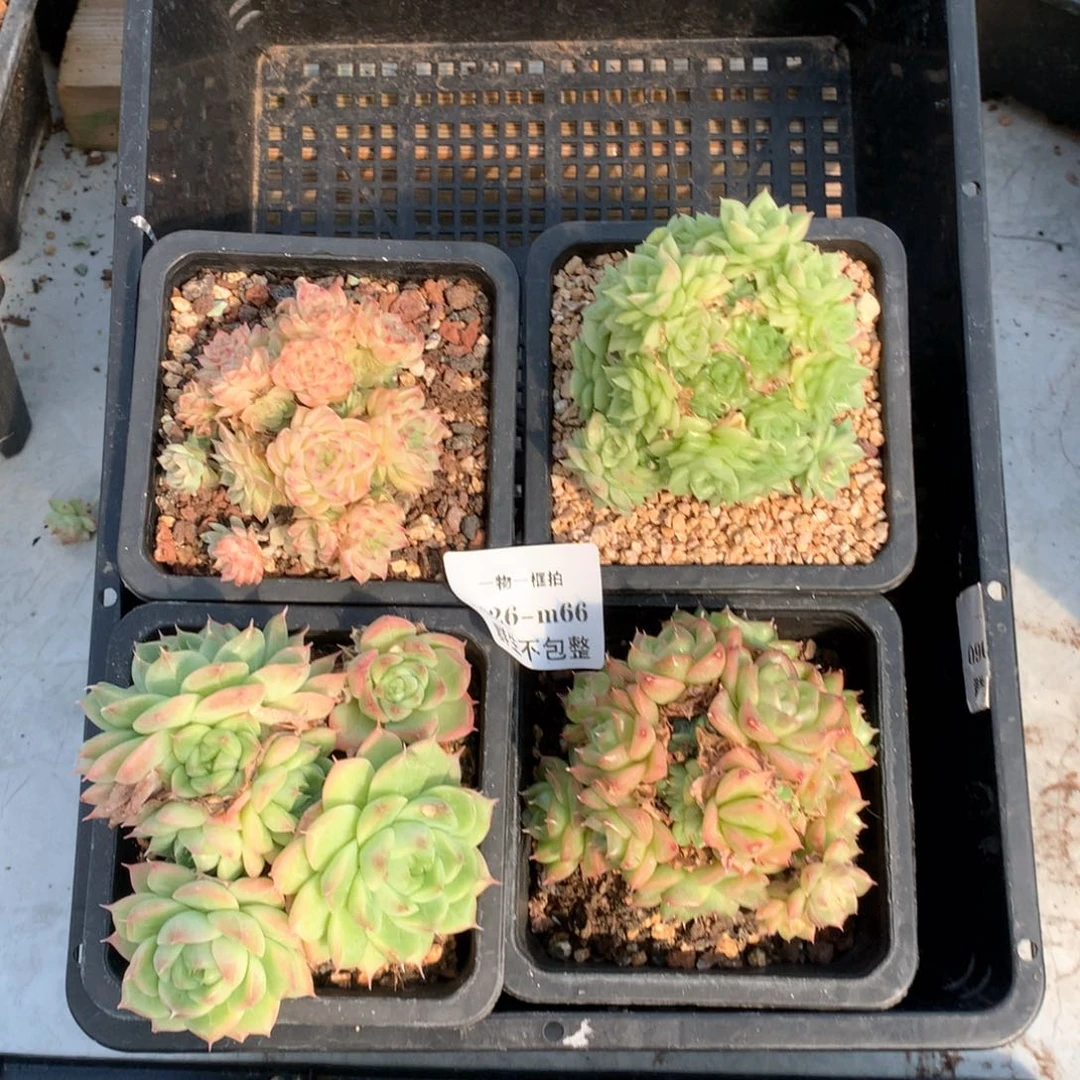 双11预热 4颗组合 1026-m66