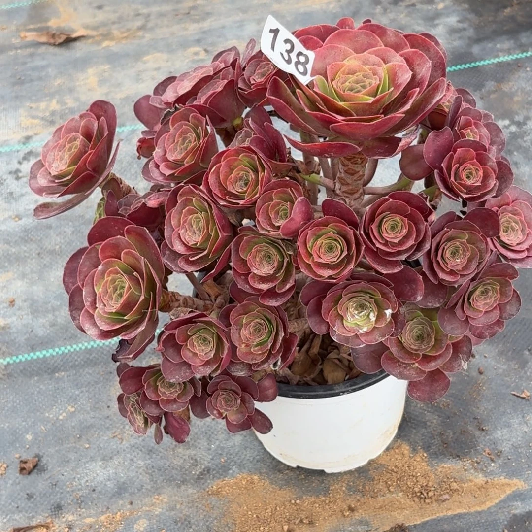 138魅金多肉植物发货