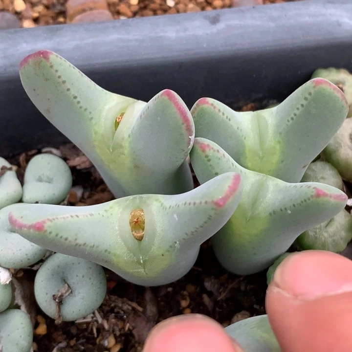 精品多肉植物精品多肉