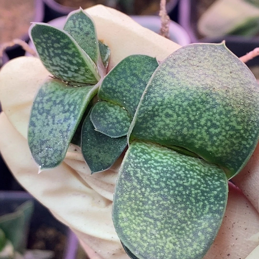 不带盆脱土裸根发货