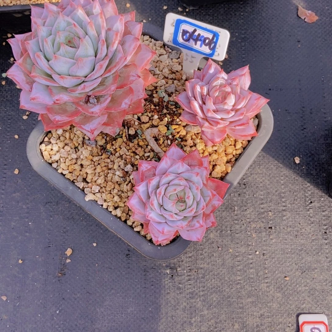 0406粉蓝鸟三头一颗