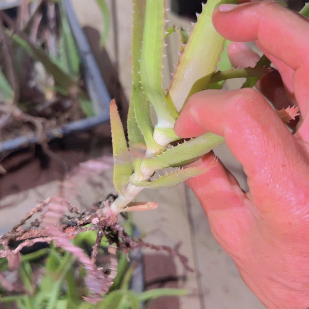 θ块根植物块根植物