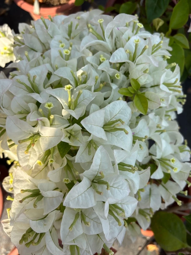 《白雪公主》漳州三角梅基地直销