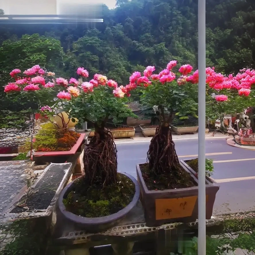 精品老桩提根造型月季盆景