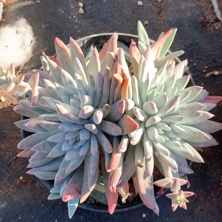 白姆，多肉植物啦啦啦啦啦