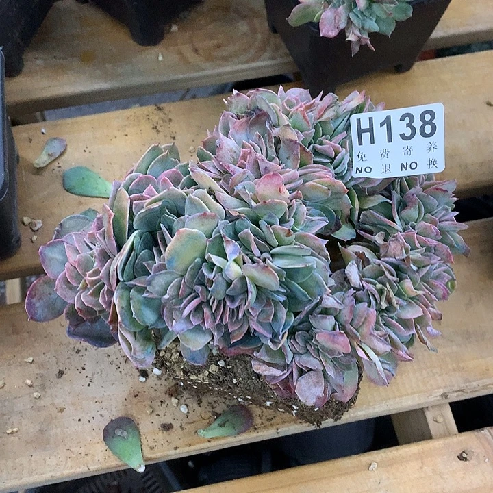 白玉兰缀化 非偏远38包邮节后发请联系客服