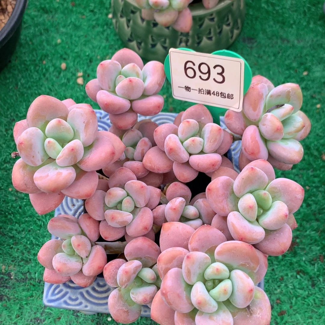 红洛神无砍老桩693