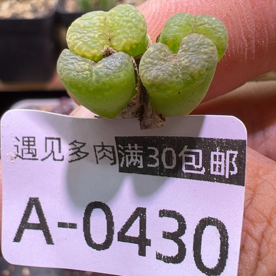 多肉植物11111111111