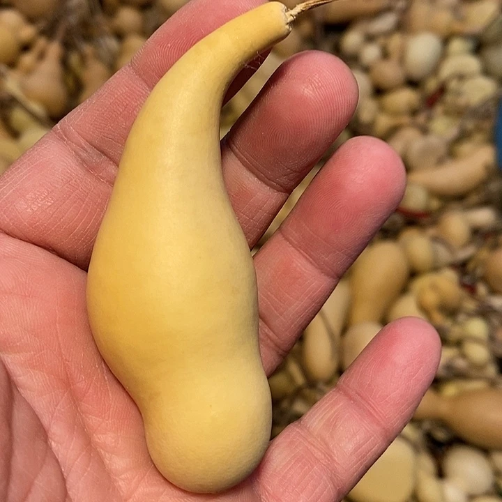 青*精品葫芦手把葫芦41