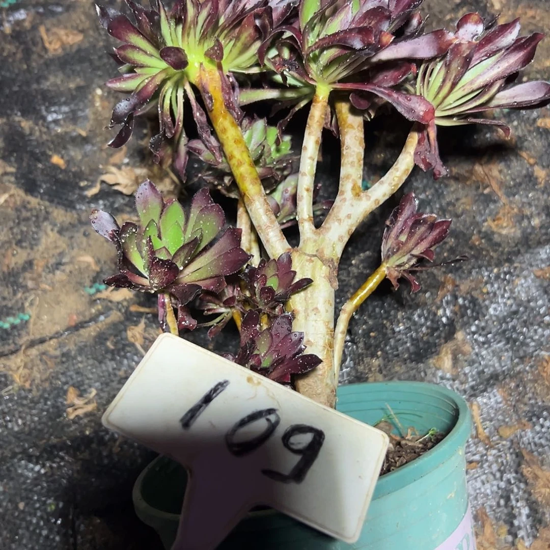 多肉植物黑法师缀花109