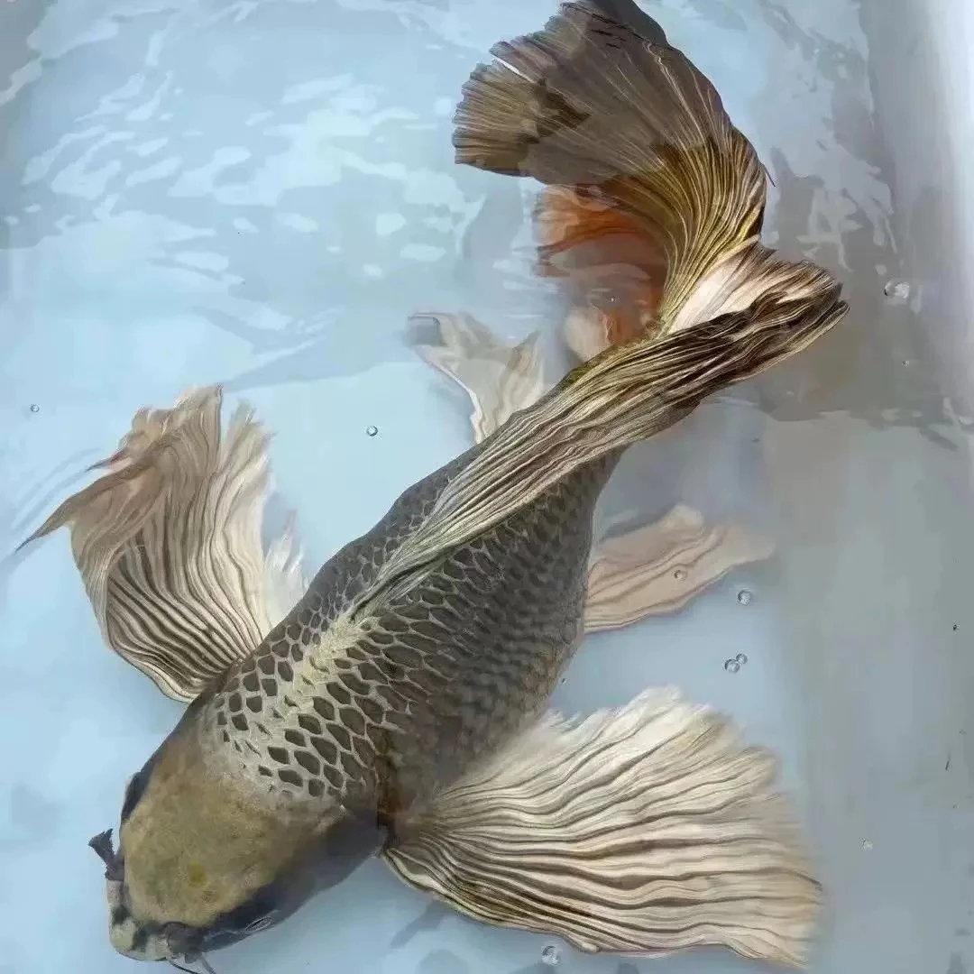 【熊猫】熊猫蝴蝶鲤冷水鱼观赏鱼包邮