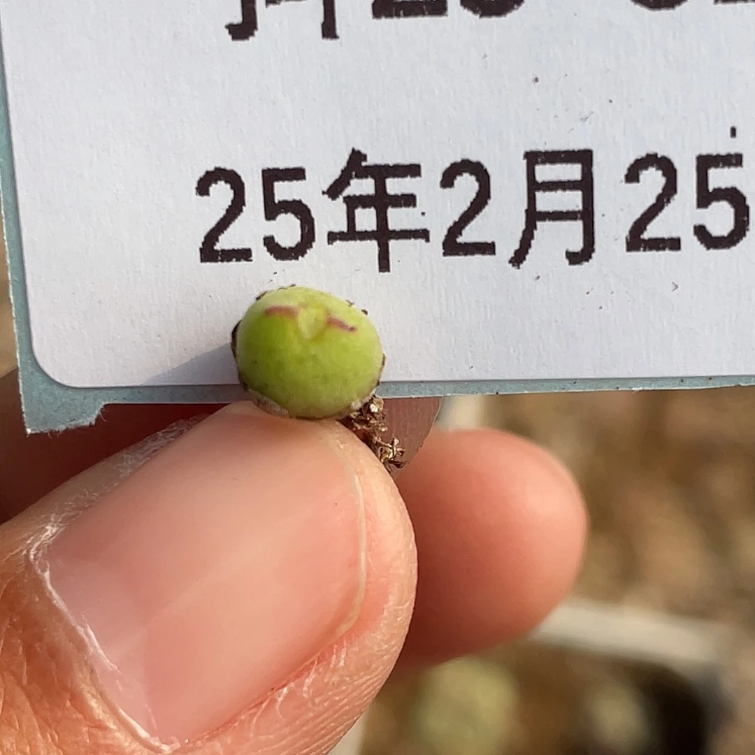 25-52猪蹄多肉植物