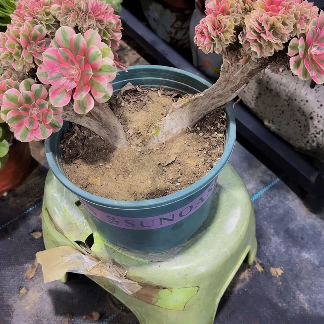 雪****老庄粉女巫缀化法师35.8