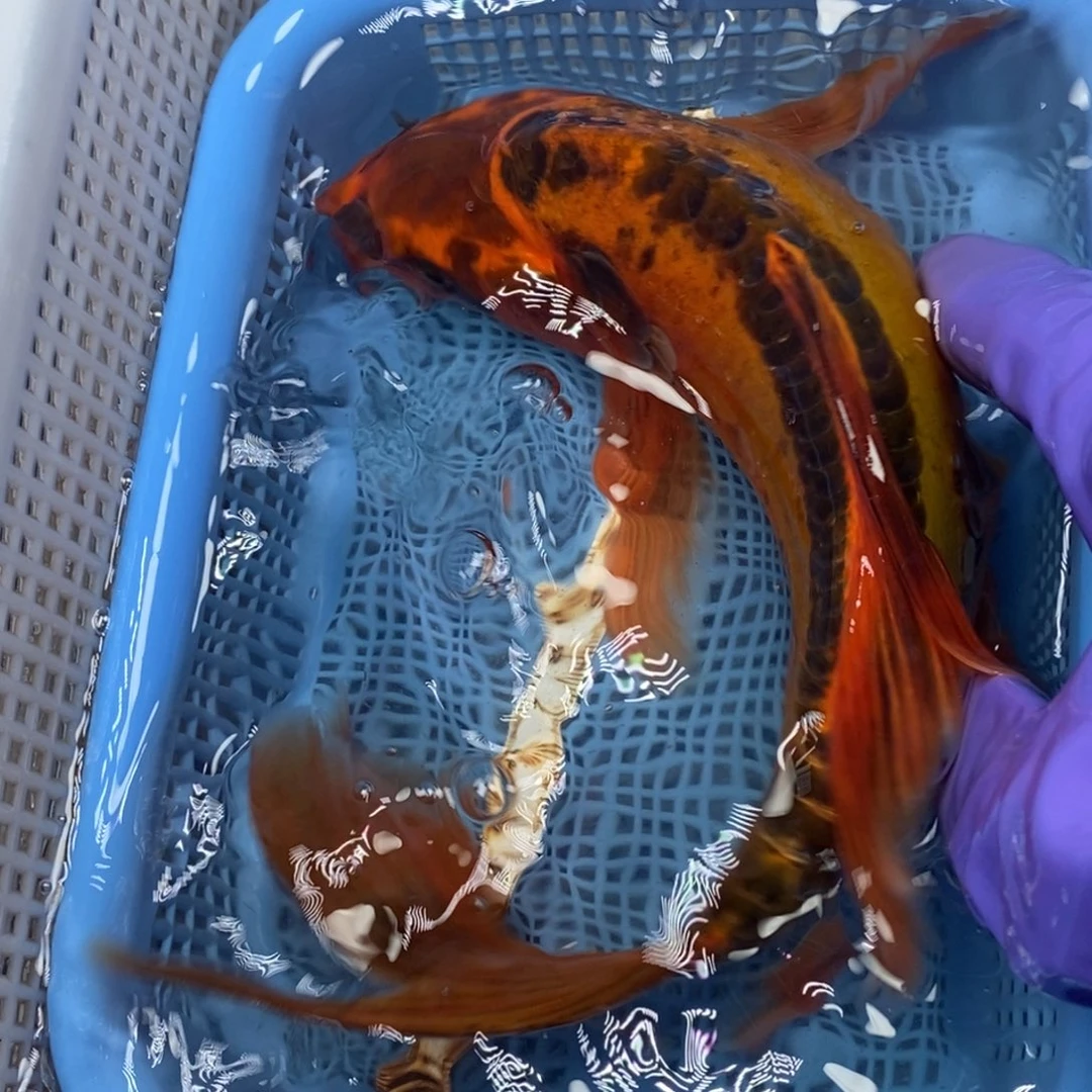 锦鲤冷水锦鲤包邮