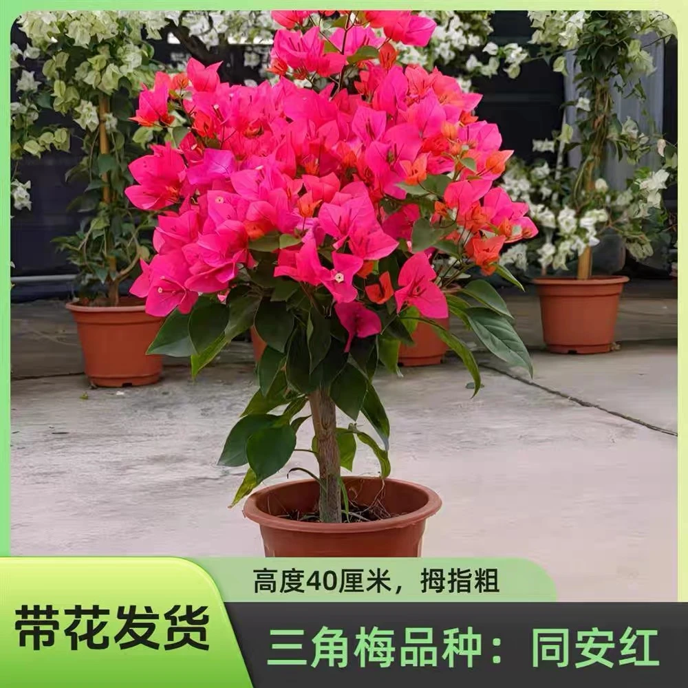 同安红三角梅盆栽阳台庭院花卉易活四季开花绿植老桩植物可飘枝