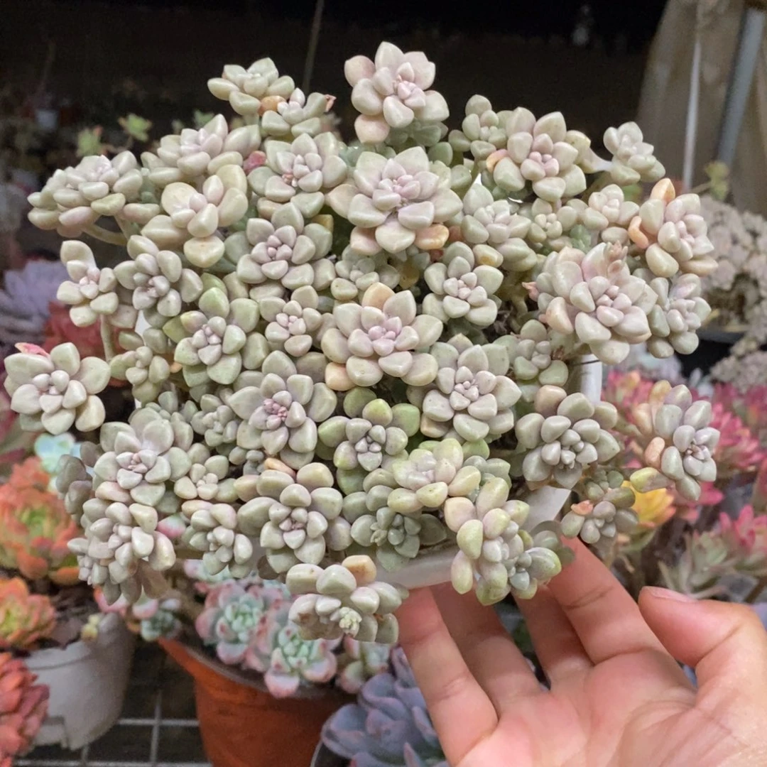 丸叶姬秋丽整桩整群带盆土，160杯