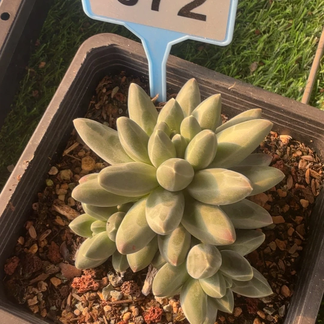 伊卡鲁斯一物一拍072