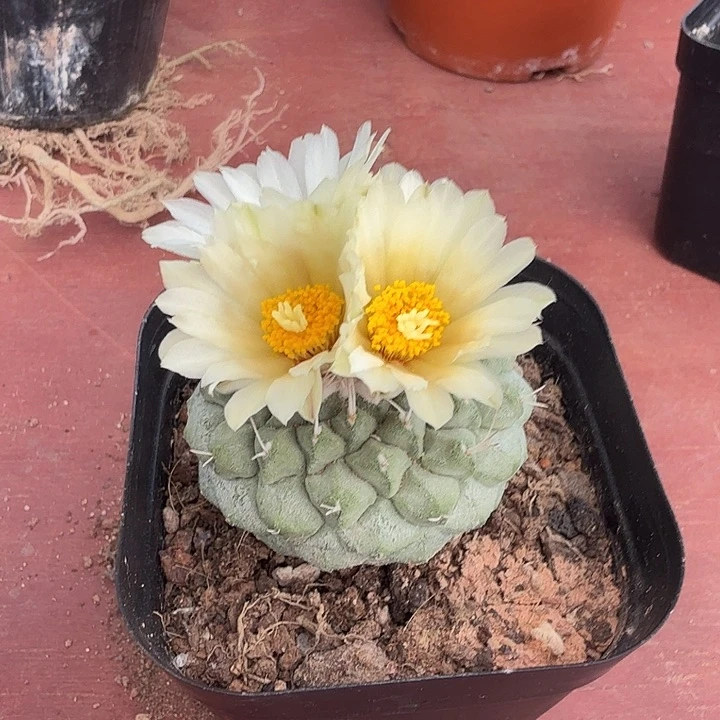 实生大菊水4仙人球