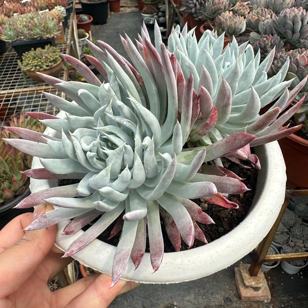 稀有奴婢吉娜仙女杯 包邮到家