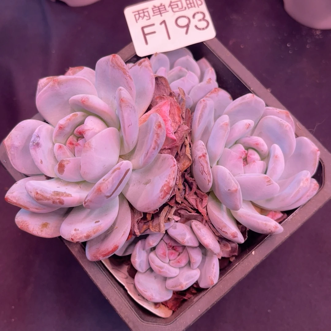 哈哈哈哈哈哈哈哈哈193