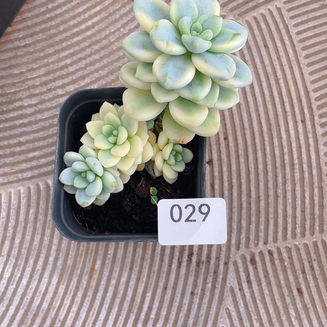 29。劳尔锦。