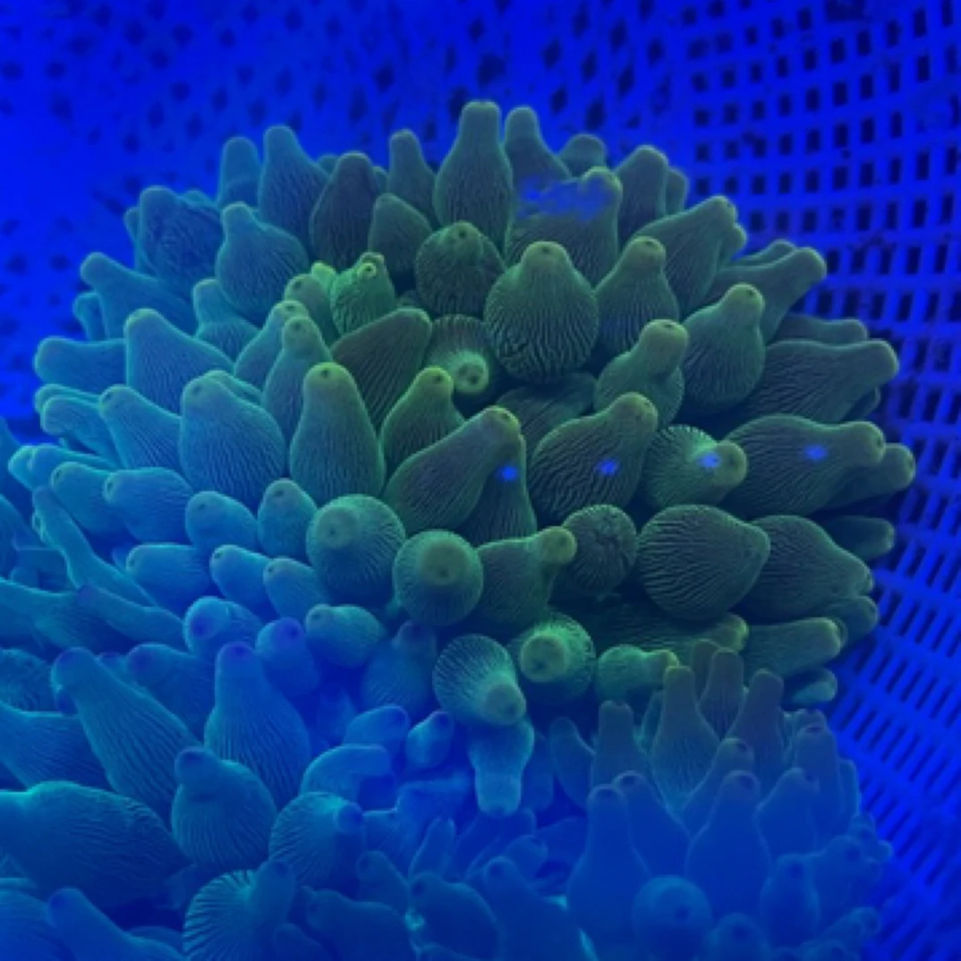 漂亮的地毯，公主葵，奶嘴