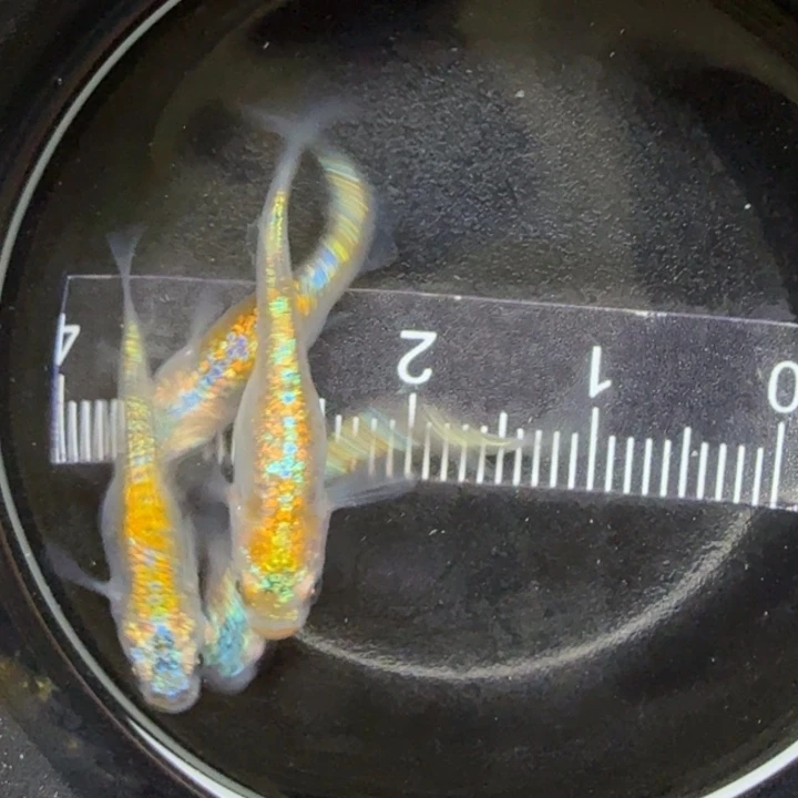 青鳉鱼克拉斯15号