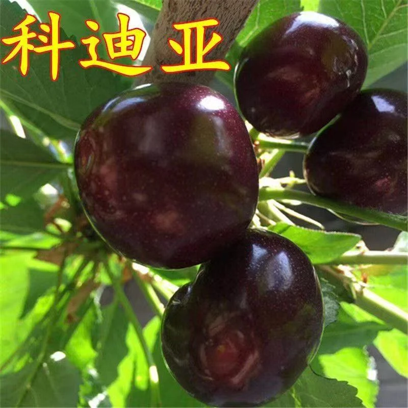 新品种嫁接科迪亚车厘子树苗南北方庭院种植地栽盆栽耐寒当年结果