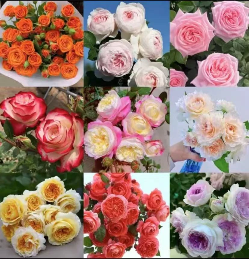 混色月季180盆月季精品一物一拍自选庭院阳台花卉绿植