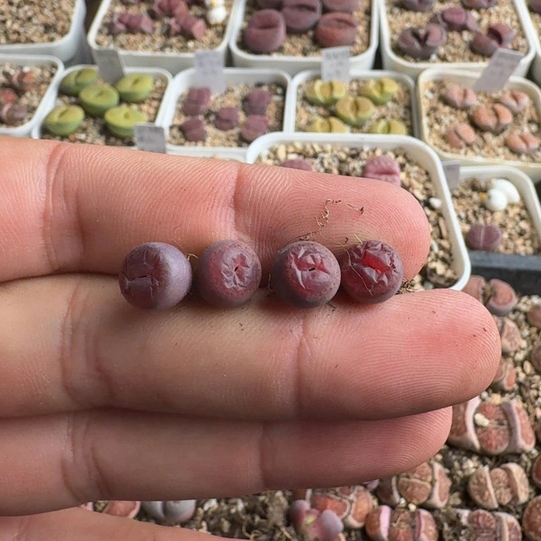 慧J922全窗酒红回交版一年