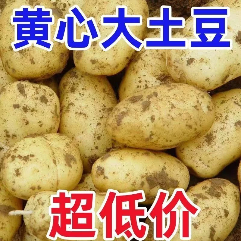 新鲜黄心土豆现挖黄皮大土豆新鲜马铃薯批发农家蔬菜洋芋包邮