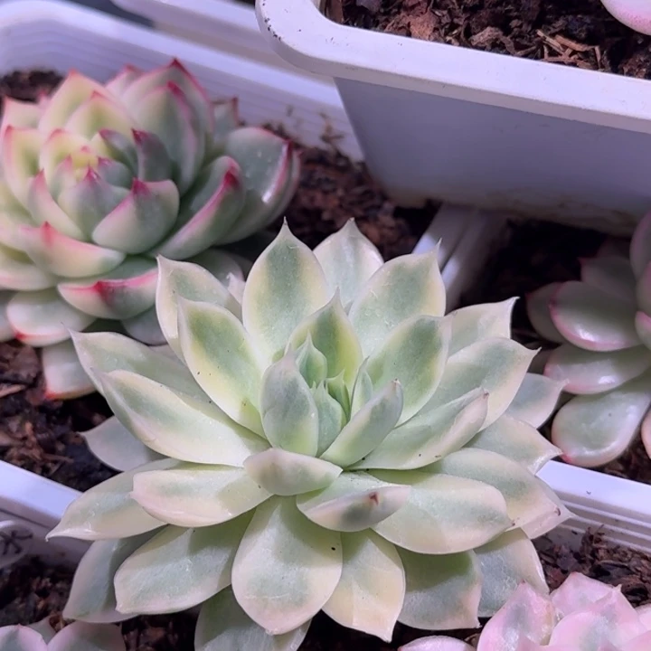 麦秆女王锦多肉植物