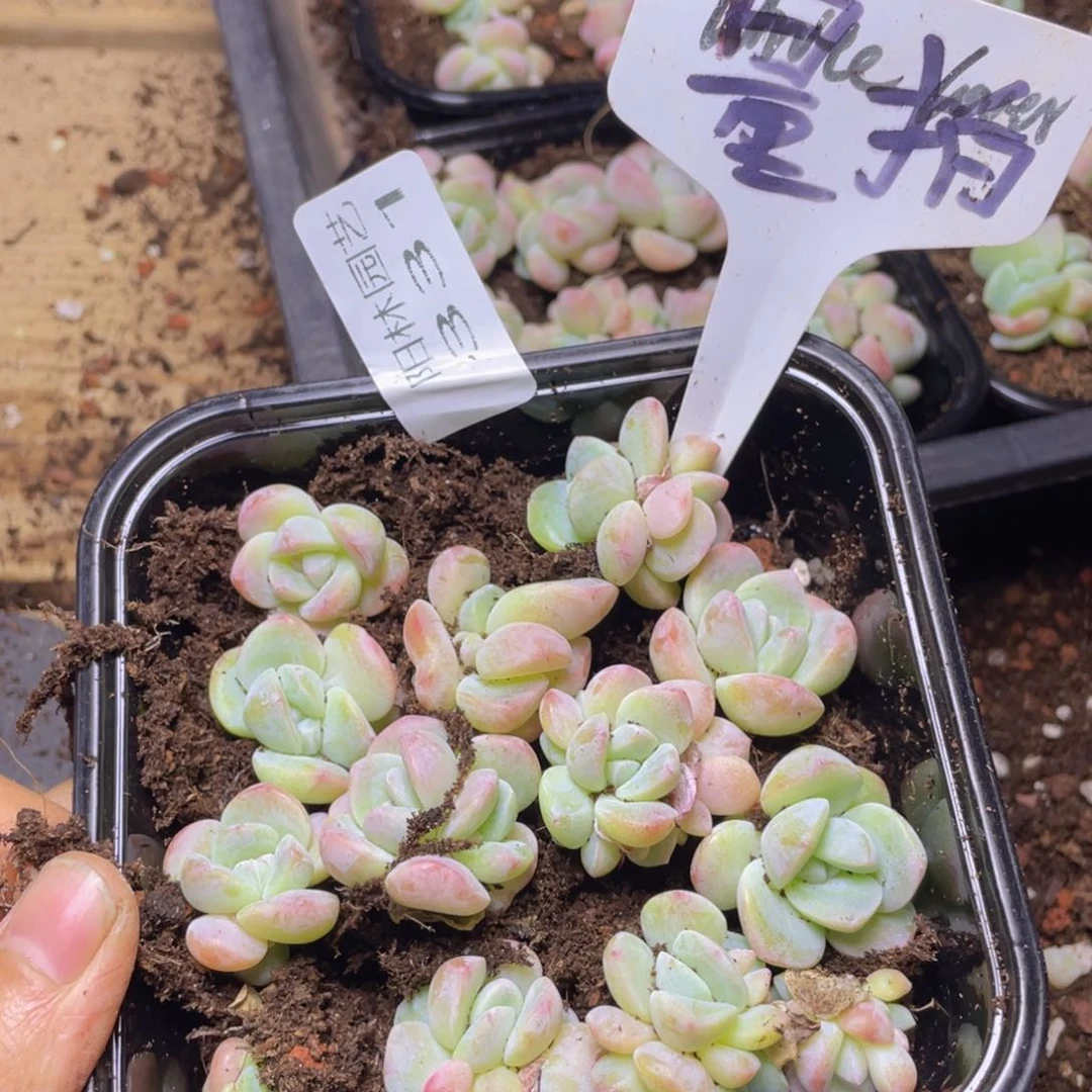 量拍多肉植物多肉植物331