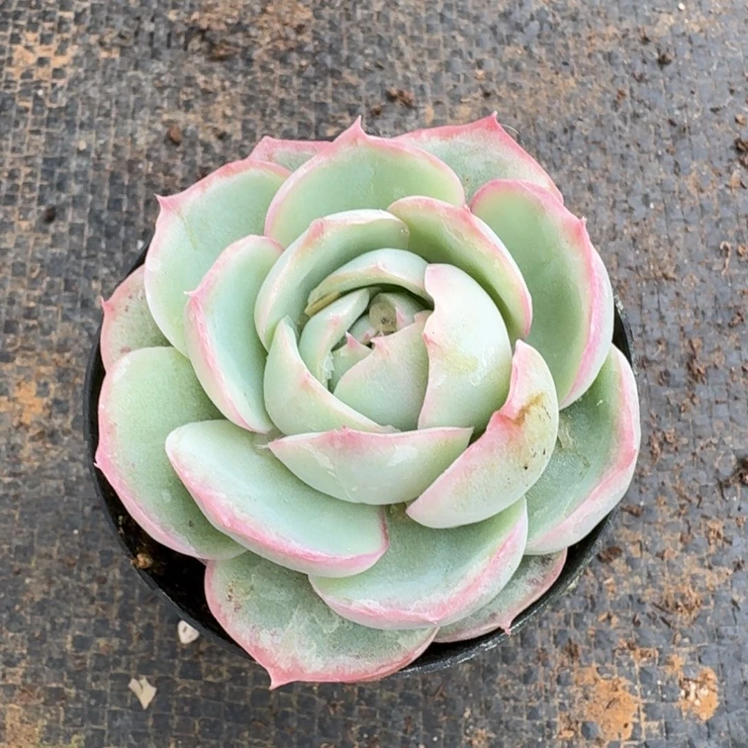 多肉杂交一物一拍18-73