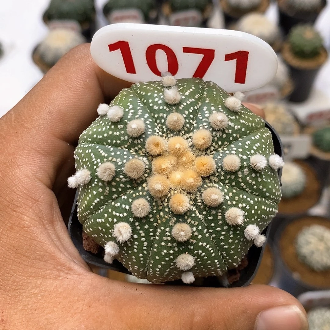 1071福利特价咯打榜