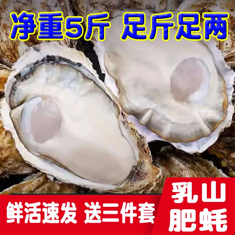 正宗乳山生蚝鲜活5斤发货乳山海蛎子鲜活肥美包鲜包活生蚝