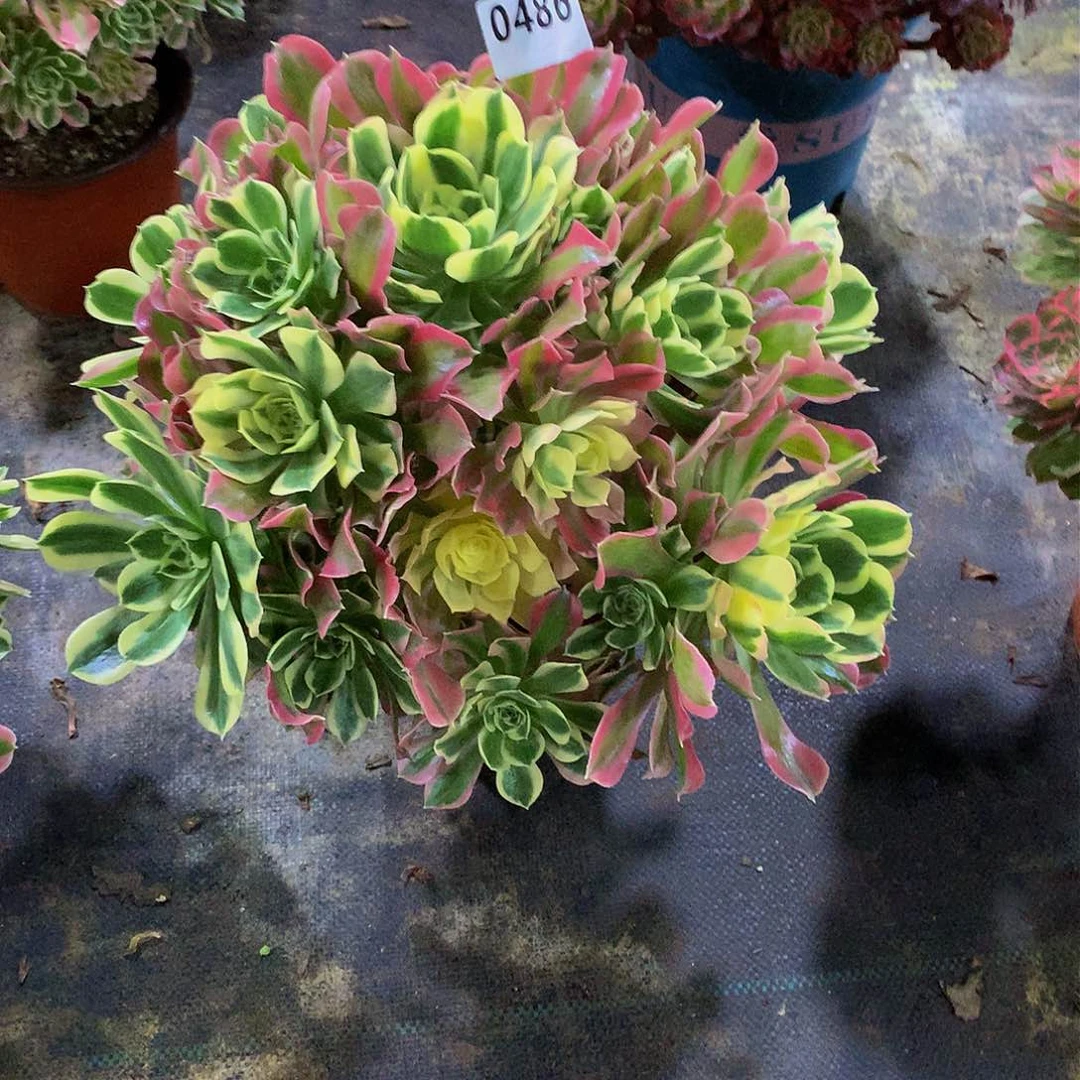 米*486花888888888