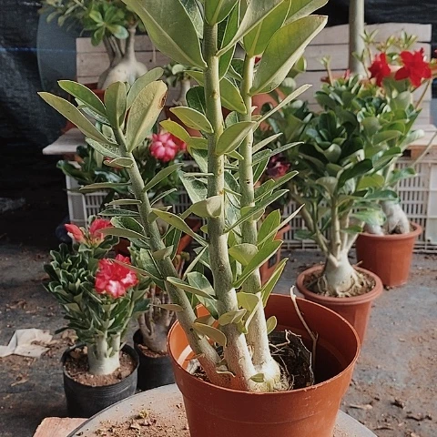 【闪购商品】墨*绿植