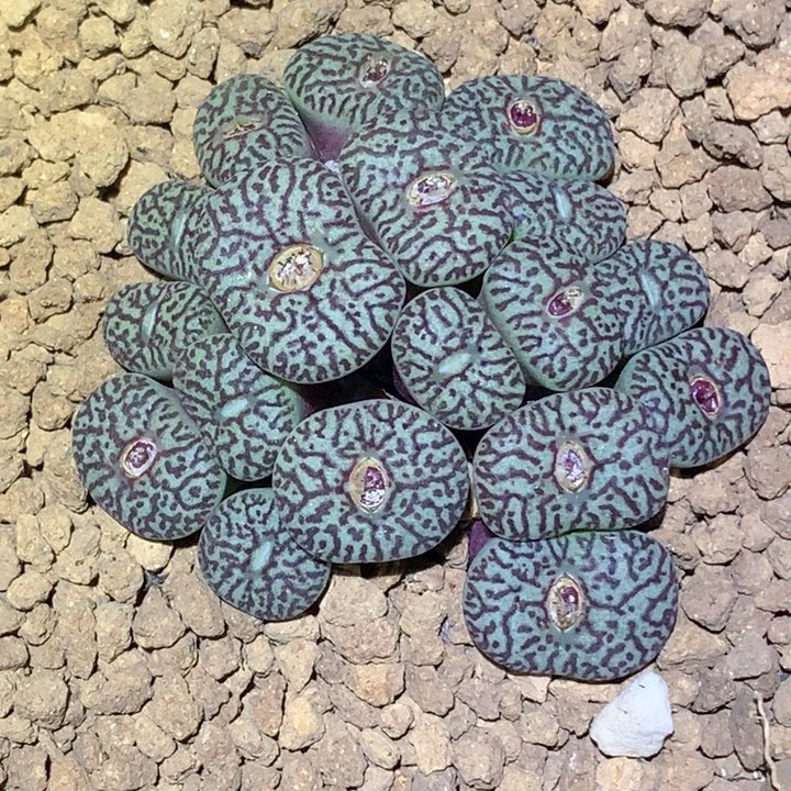 精品多肉植物精品17头墨小锥