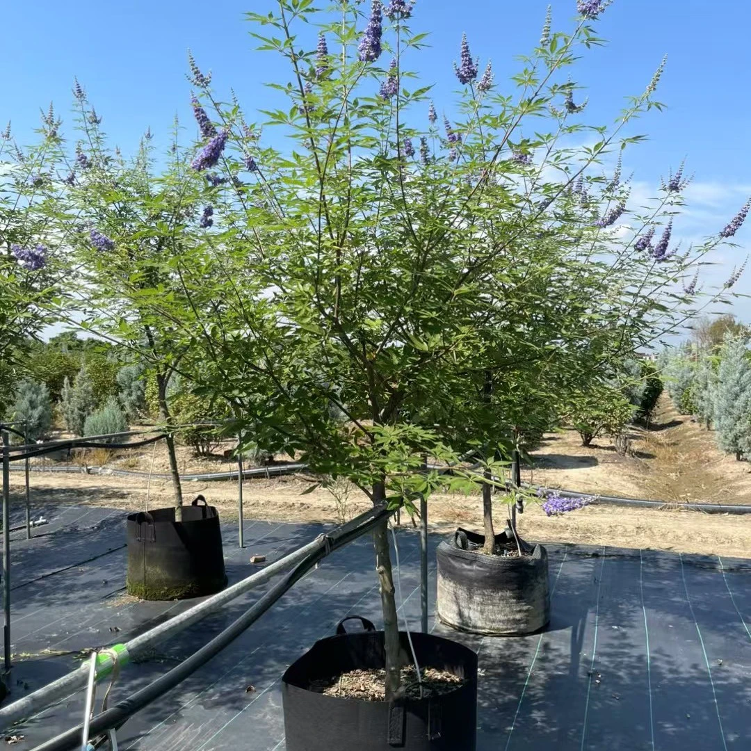 穗花牡荆棒棒糖，耐寒耐晒耐阴还有香味的花灌木
