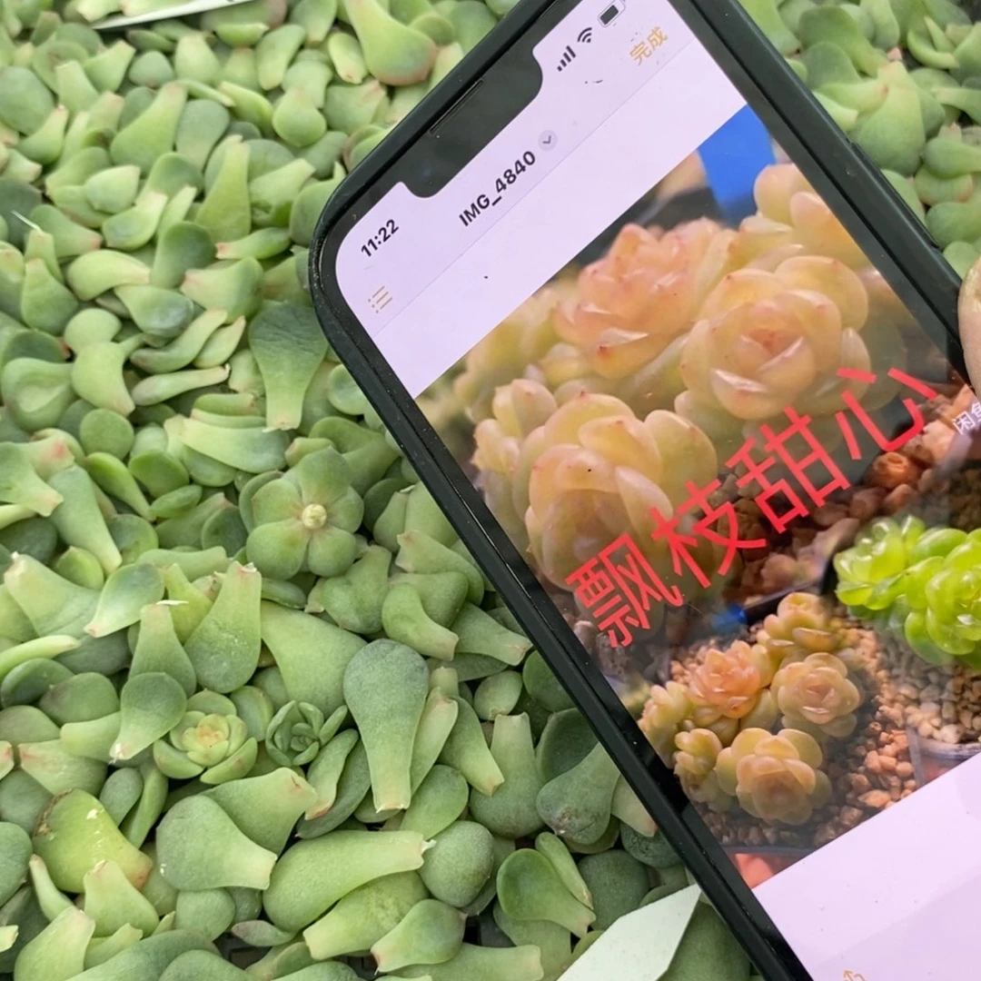 纯叶片甜心飘枝叶片一个